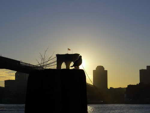 NYC_2012-11-21 07-35-52_P1070416